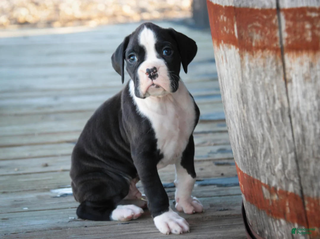 Boxer dogs for sale: Otis - Ad 1