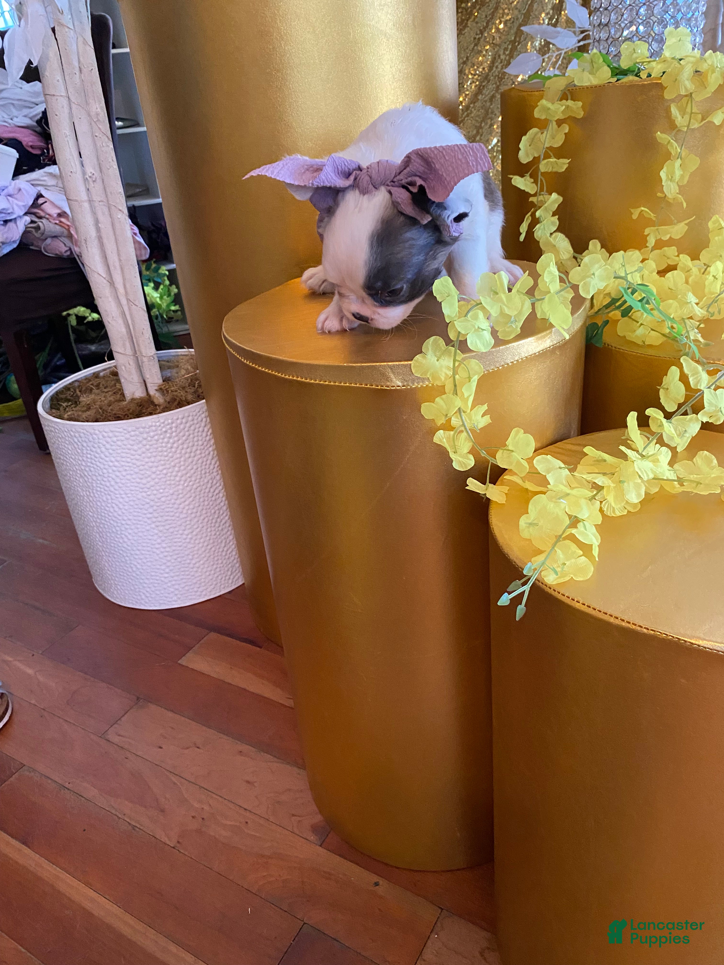 French Bulldog dogs Mercedes  - Ad 2