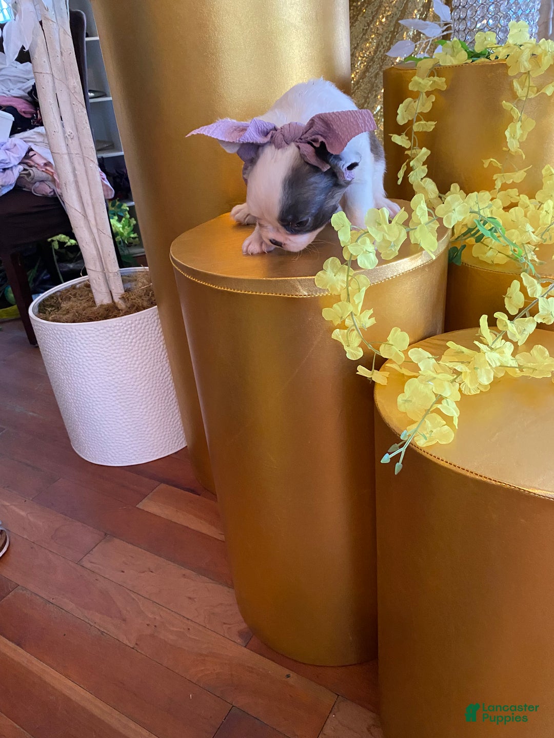 French Bulldog dogs for sale: Mercedes  - Ad 2