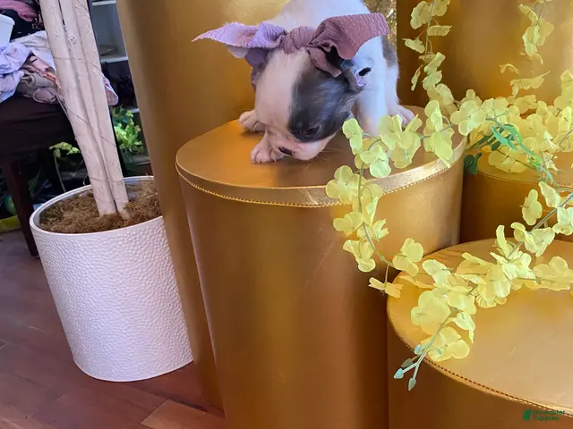 French Bulldog dogs for sale: Mercedes - Ad 2