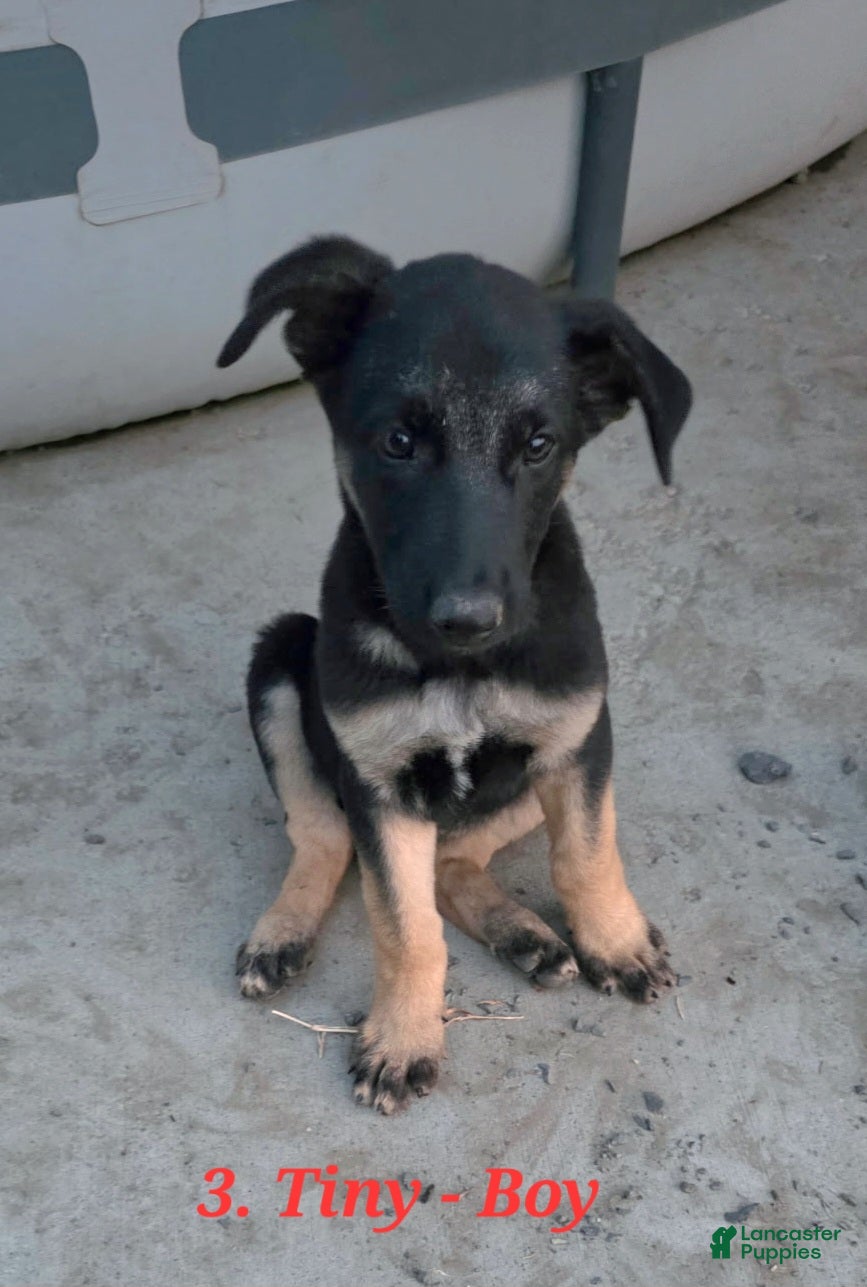 German Shepherd dogs Tiny - Ad 7