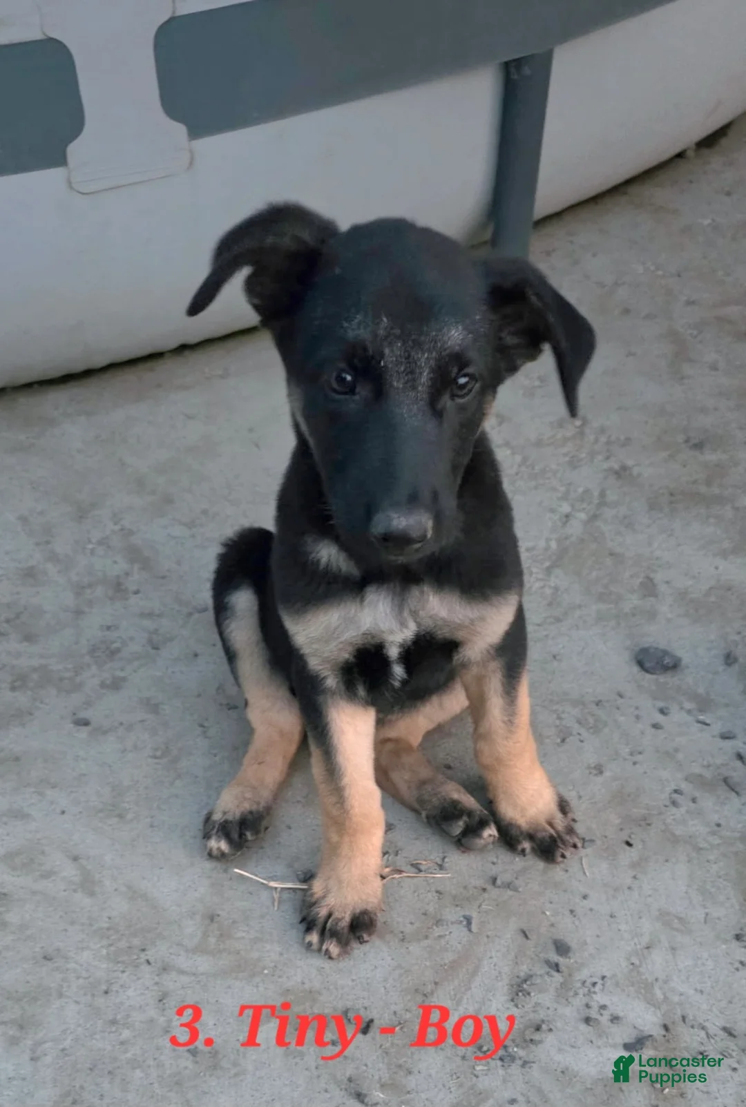 German Shepherd dogs for sale: Tiny - Ad 1