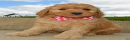 Mini Goldendoodle dogs for sale: Mini Gigi - Ad 4