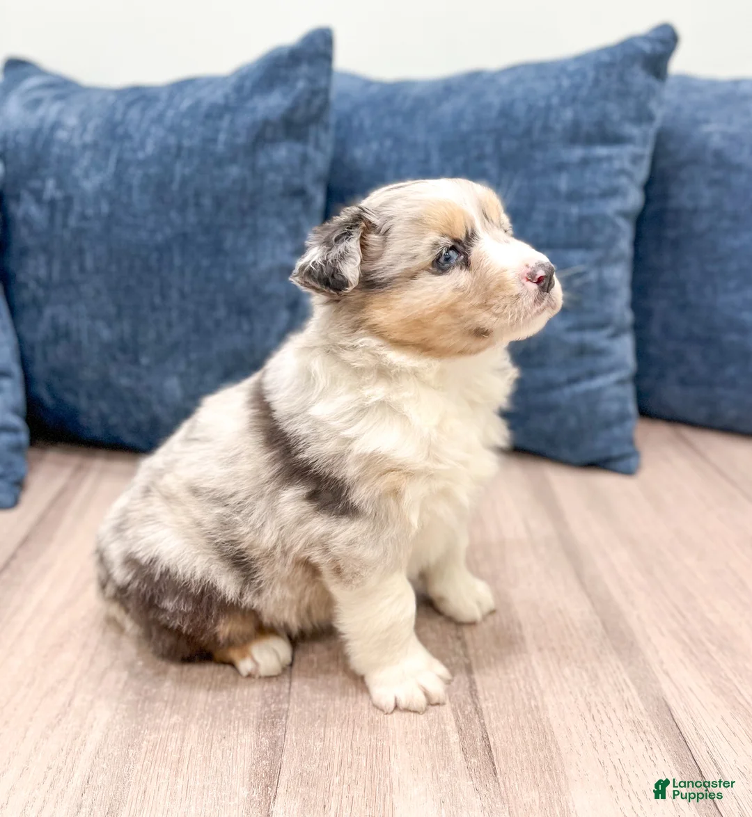 Australian Shepherd dogs for sale: Lacey - Ad 3