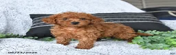 Toy Poodle dogs for sale: Jax - Ad 4