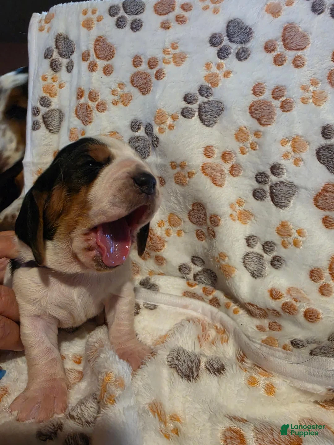 Basset Hound dogs for sale: Green (Clara May) - Ad 2