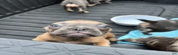 French Bulldog dogs for sale: French Bulldog Puppy 7 - Ad 7