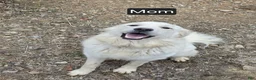 Great Pyrenees dogs for sale: Great Pyrenees Puppy 1 - Ad 2