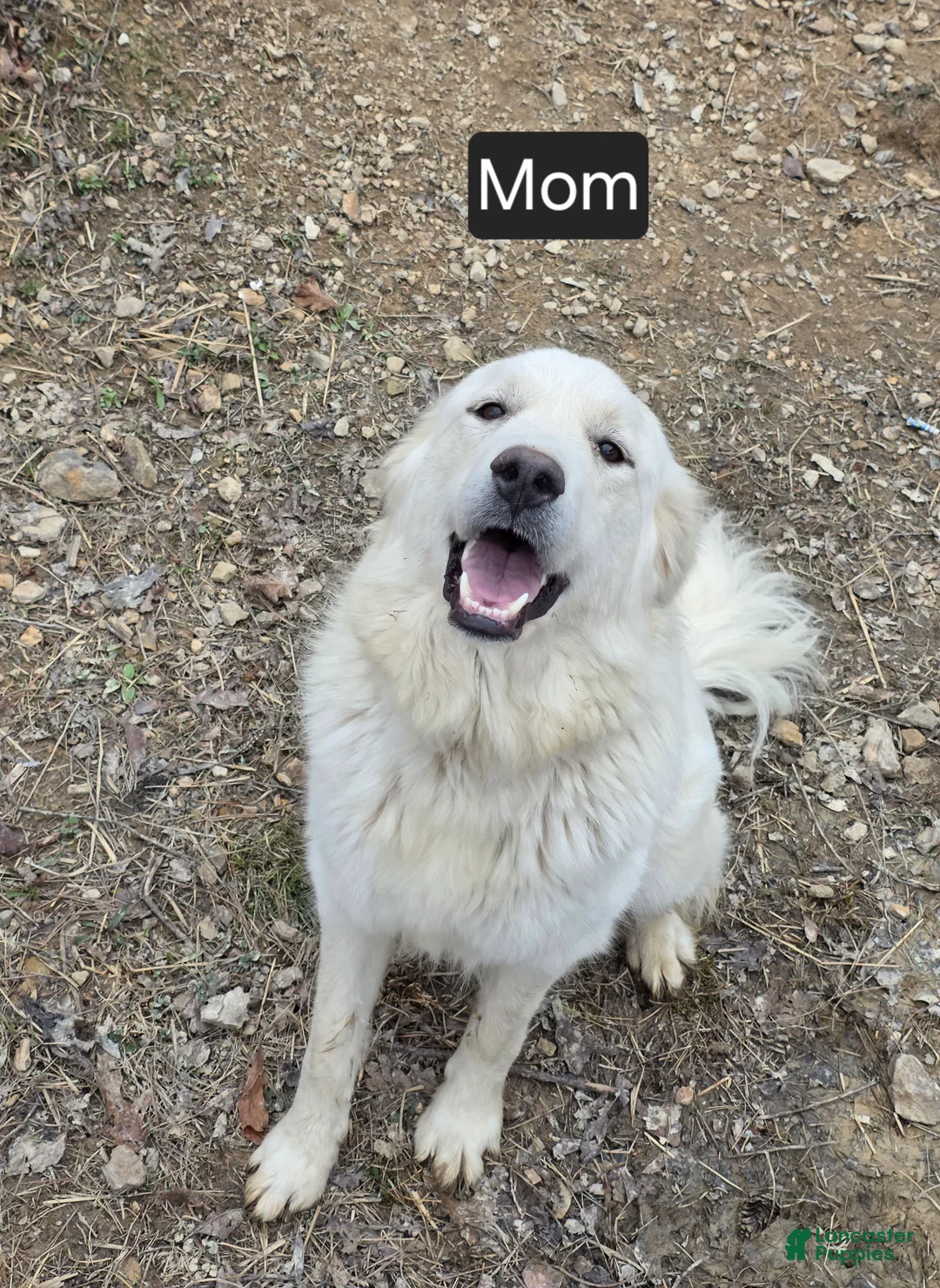 Great Pyrenees dogs for sale: Great Pyrenees Puppy 1 - Ad 2