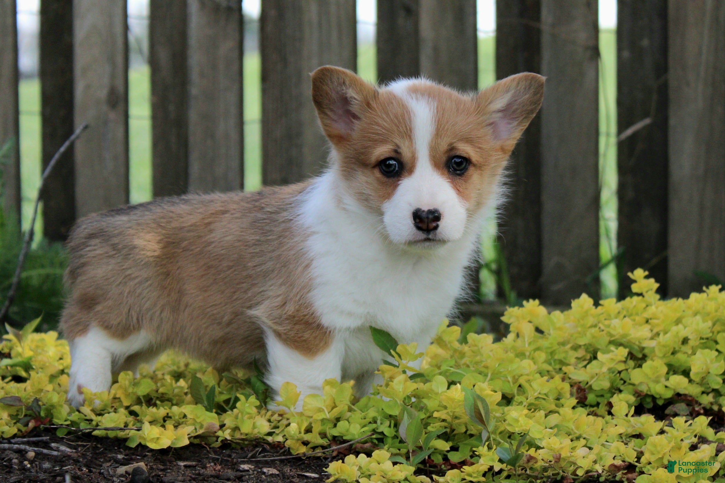 Welsh Corgi Pembroke dogs Triple clear Nina - Ad 1