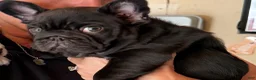 French Bulldog dogs for sale: French Bulldog Male Pup - Ad 9