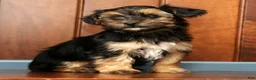 Yorkiepoo dogs for sale: Bingo - Ad 8