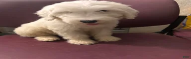 Old English Sheepdog 4