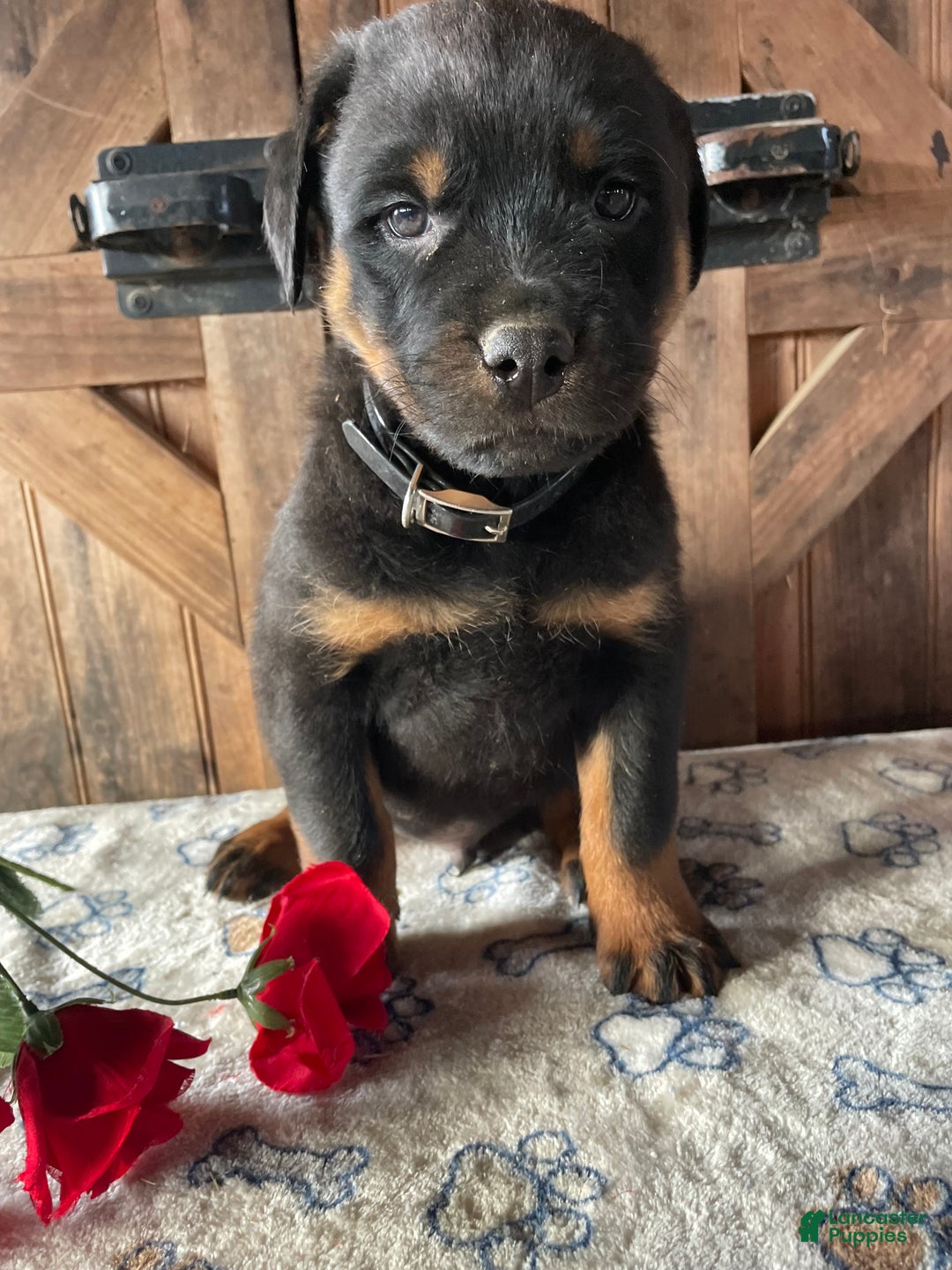 Rottweiler dogs for sale: Kaiser - Ad 4