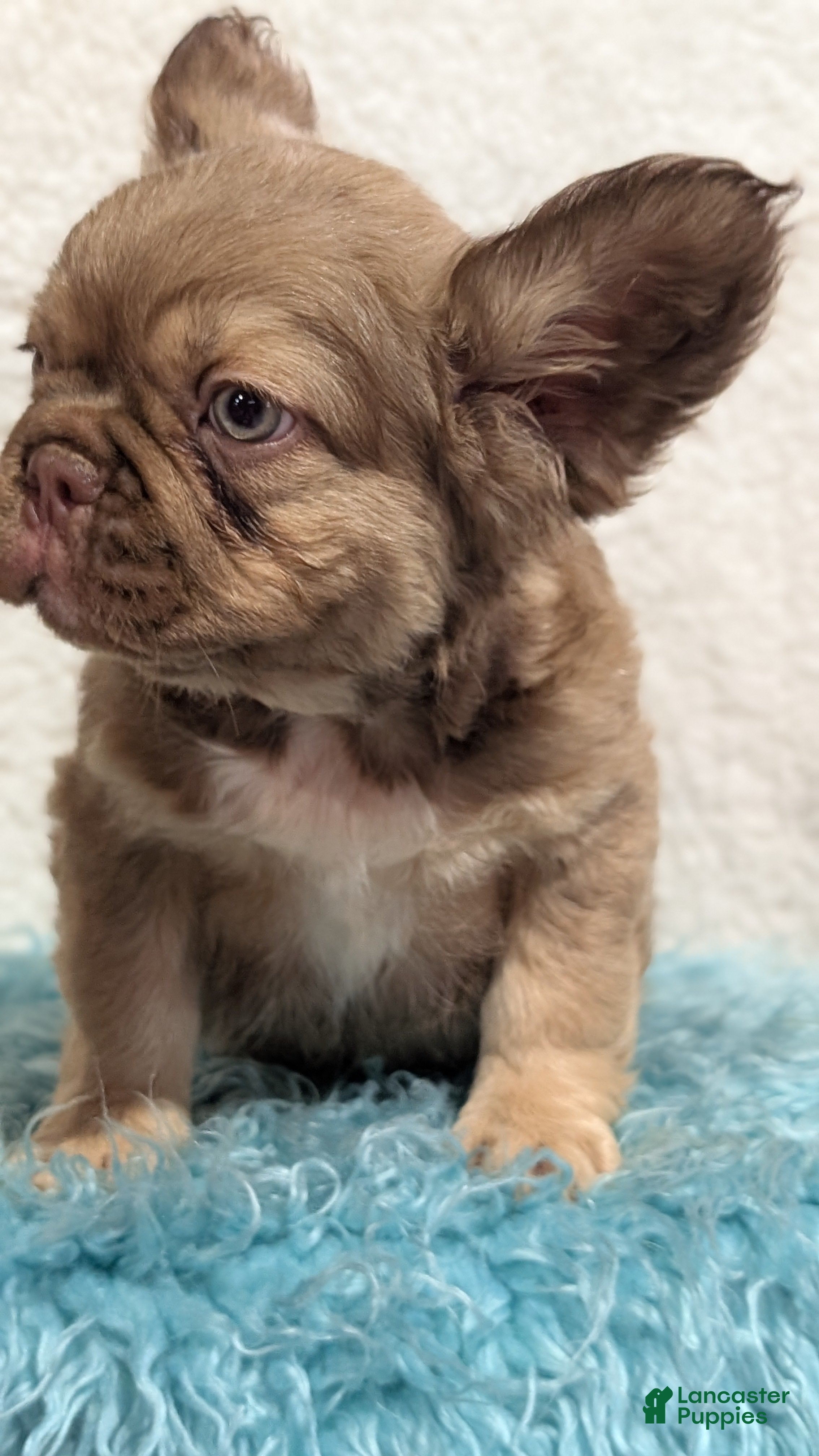 French Bulldog dogs Skye - Ad 2