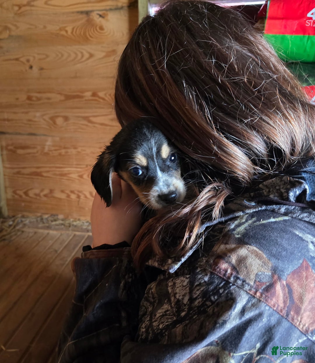 Beagle dogs for sale: Buster the Beagle - Ad 2