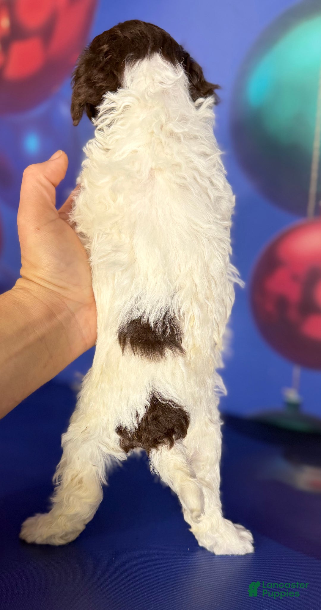 Toy Poodle dogs for sale: Aca DNA hazelnut  - Ad 5