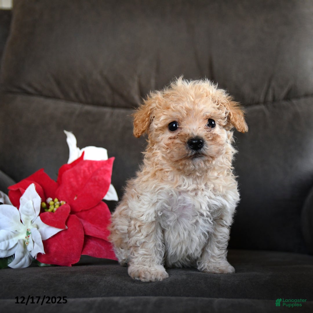 Teddy Bear dogs for sale: Snickers - Ad 2