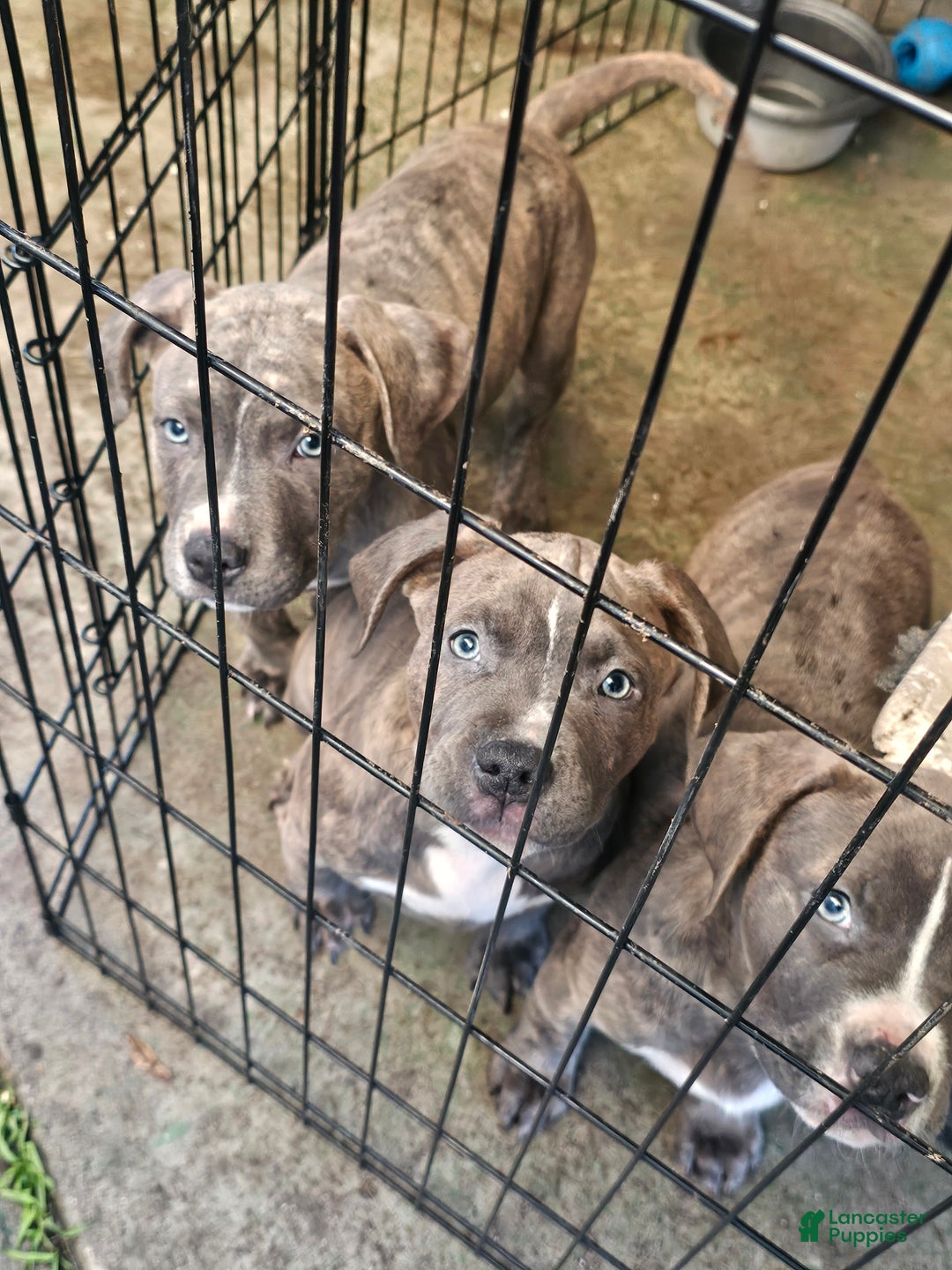 American Pit Bull Terrier dogs for sale: American Pit Bull Terrier Puppy 7 - Ad 7