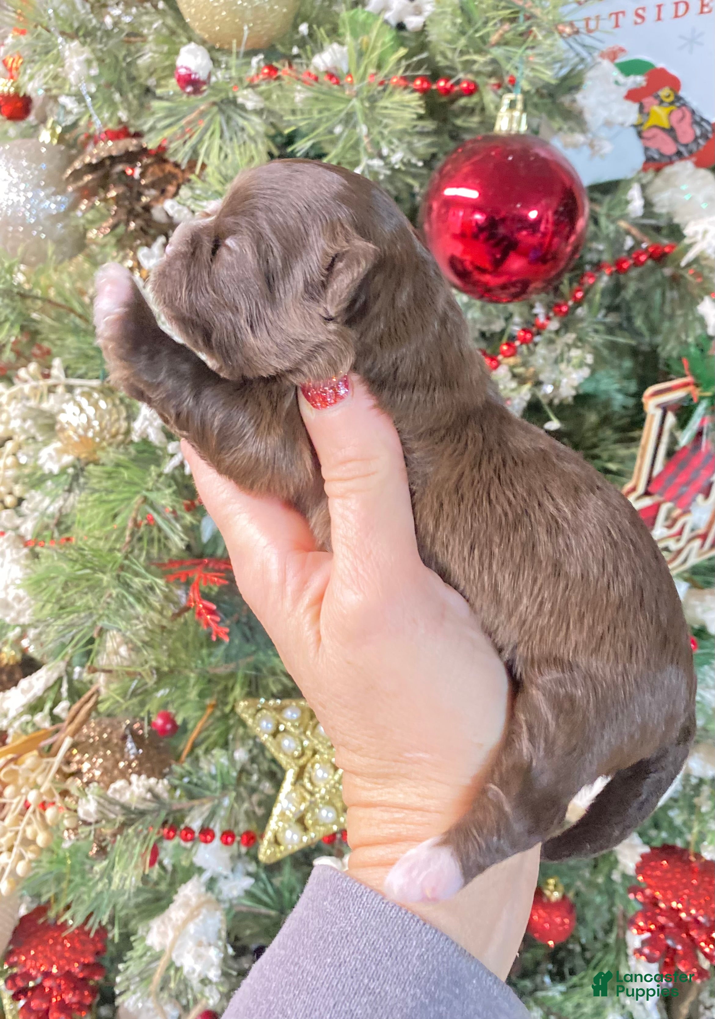 Shihpoo dogs Shihpoo Puppy 4 - Ad 32