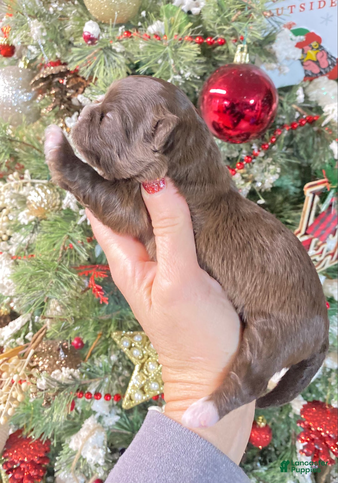 Shihpoo dogs for sale: Shihpoo Puppy 4 - Ad 1