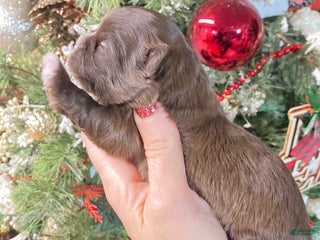 Shihpoo dogs Shihpoo Puppy 4 - Ad 32