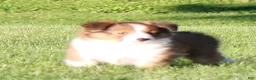 Shetland Sheepdog dogs for sale: Sibelius - Ad 2