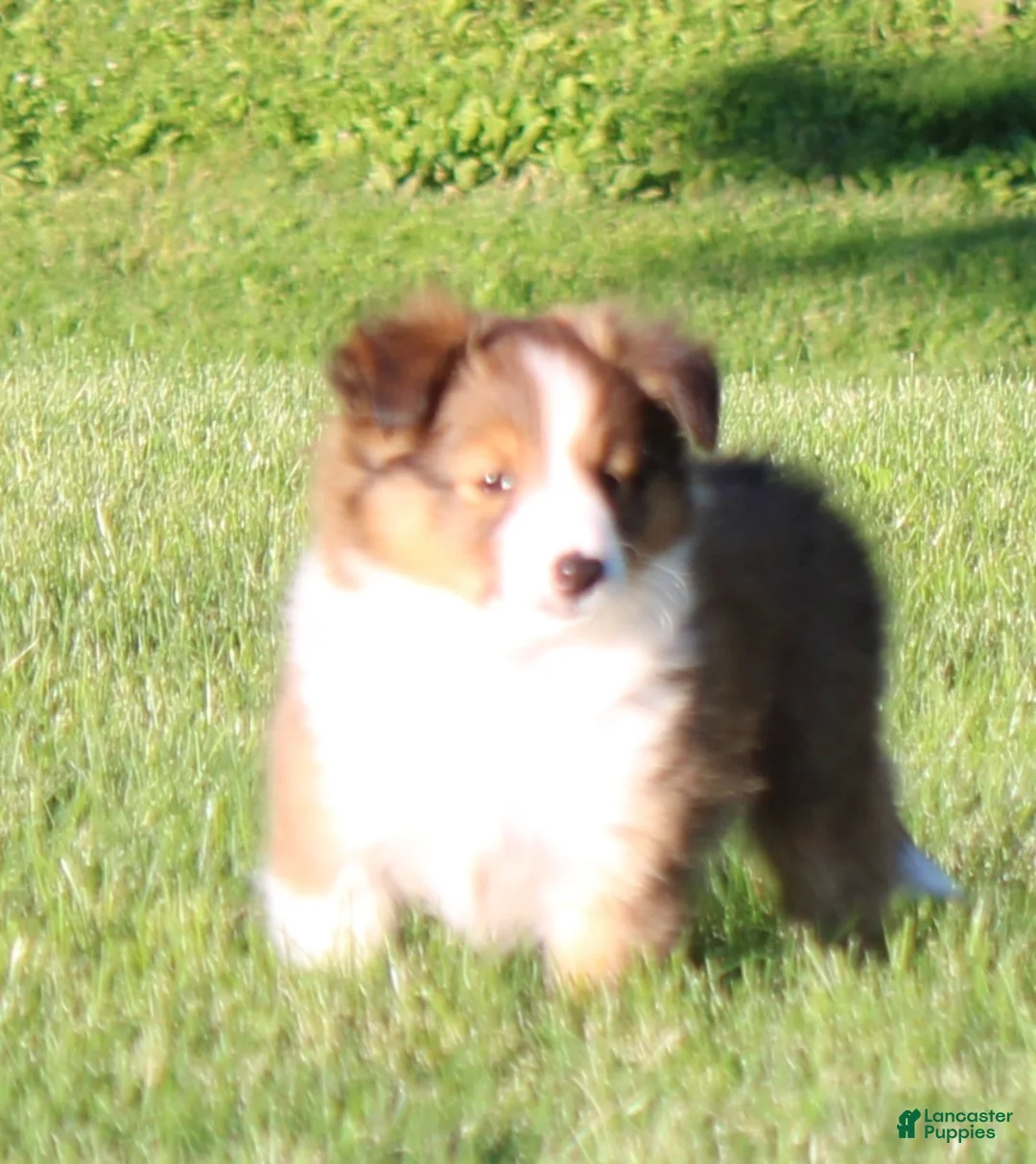 Shetland Sheepdog dogs for sale: Sibelius - Ad 2
