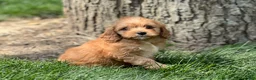 Cavapoo dogs for sale: Dodger - Ad 3