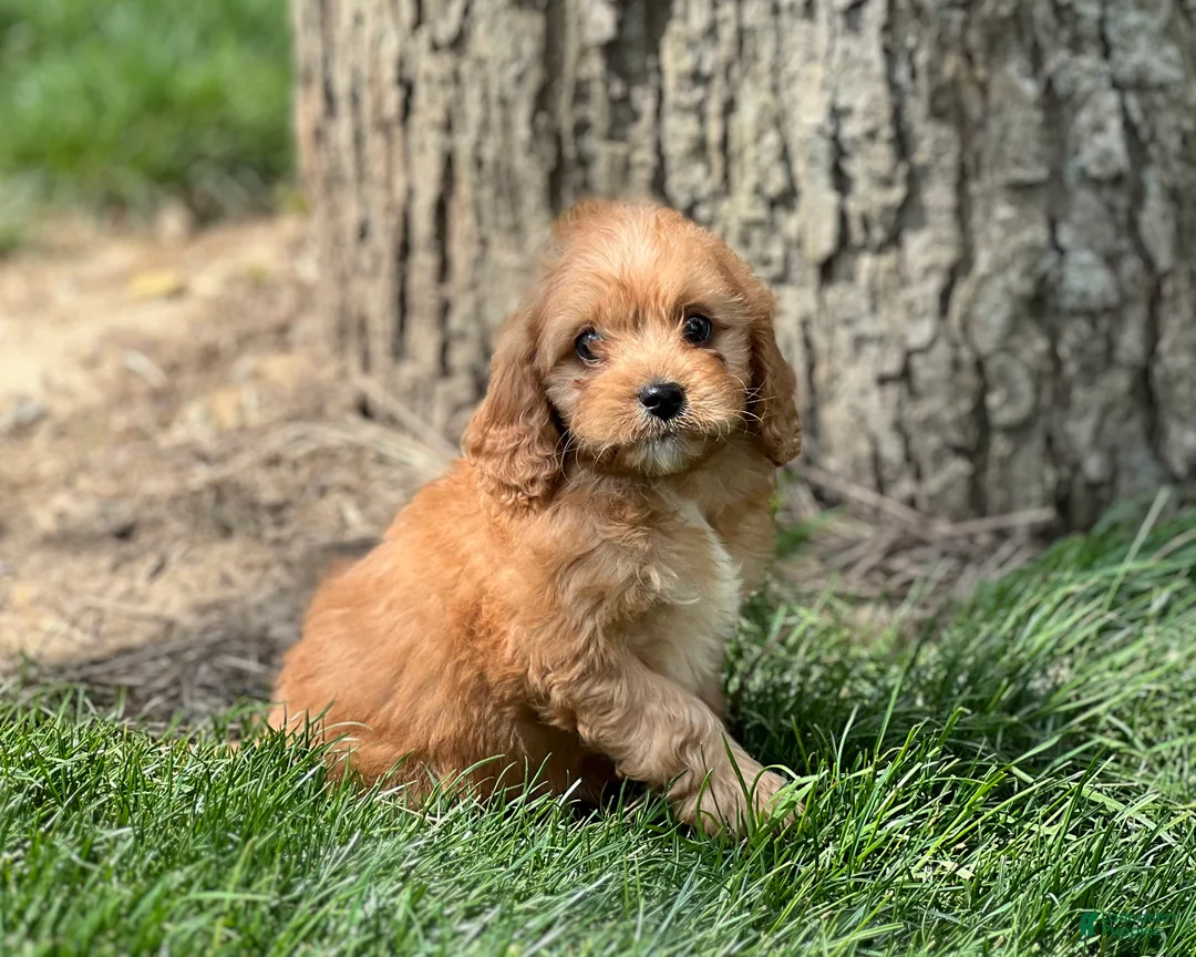 Cavapoo dogs for sale: Dodger - Ad 3
