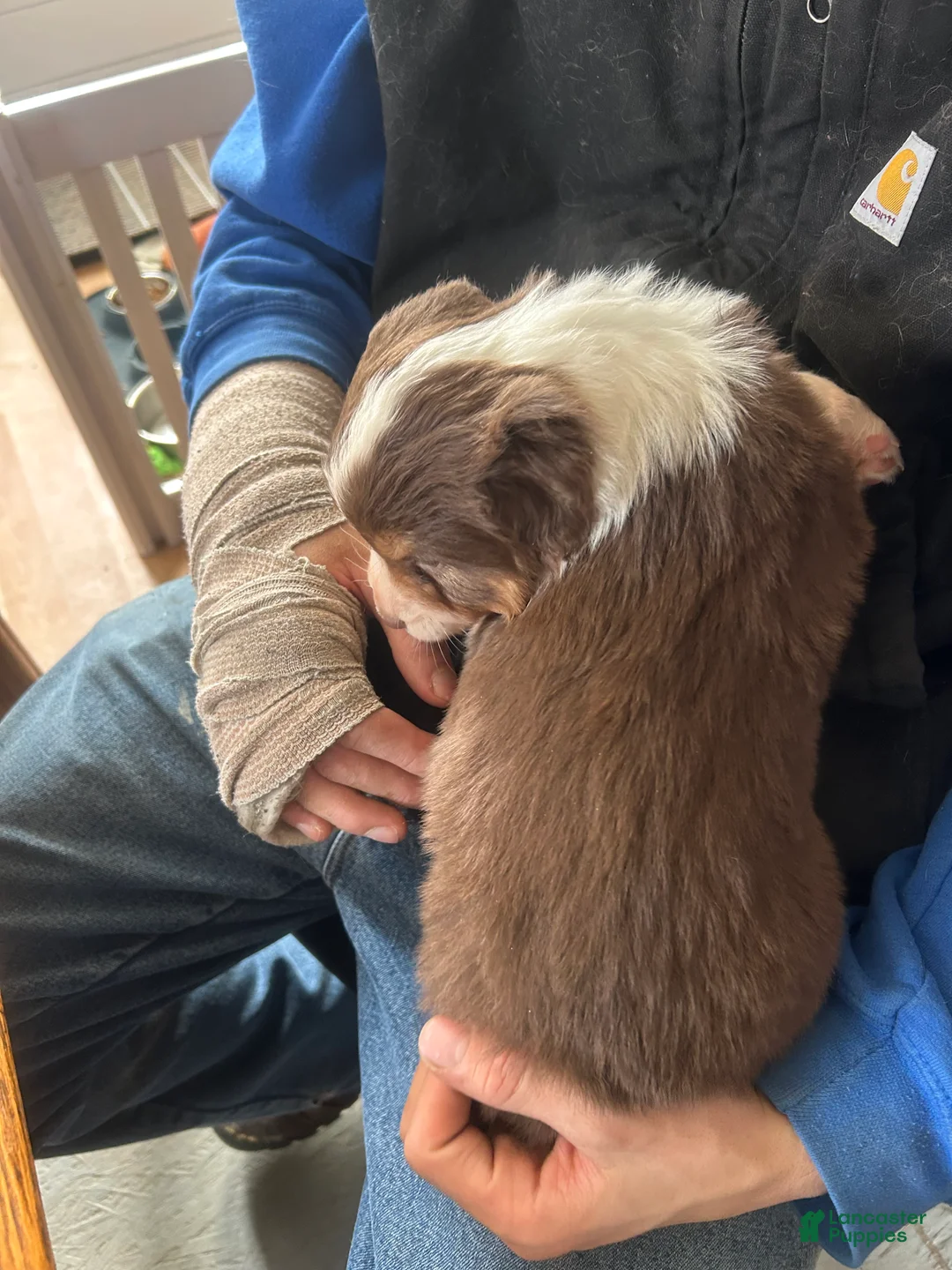 Australian Shepherd dogs for sale: Calamity Jane - Ad 3