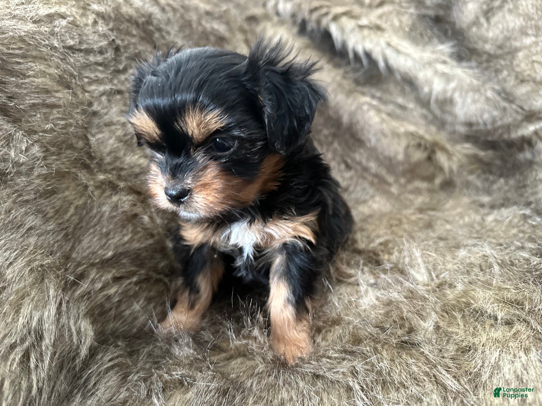 Shorkie dogs for sale: Adalyn - Ad 3