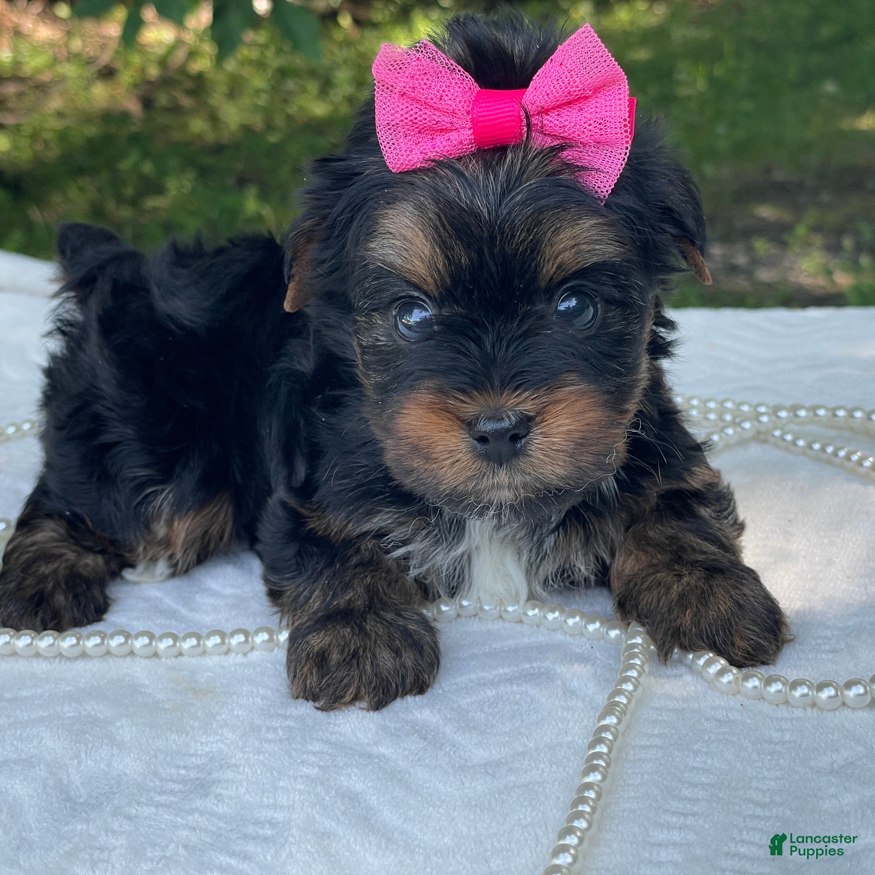Yorkshire Terrier dogs  River - Ad 1