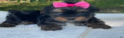 Yorkshire Terrier dogs for sale:  River - Ad 1