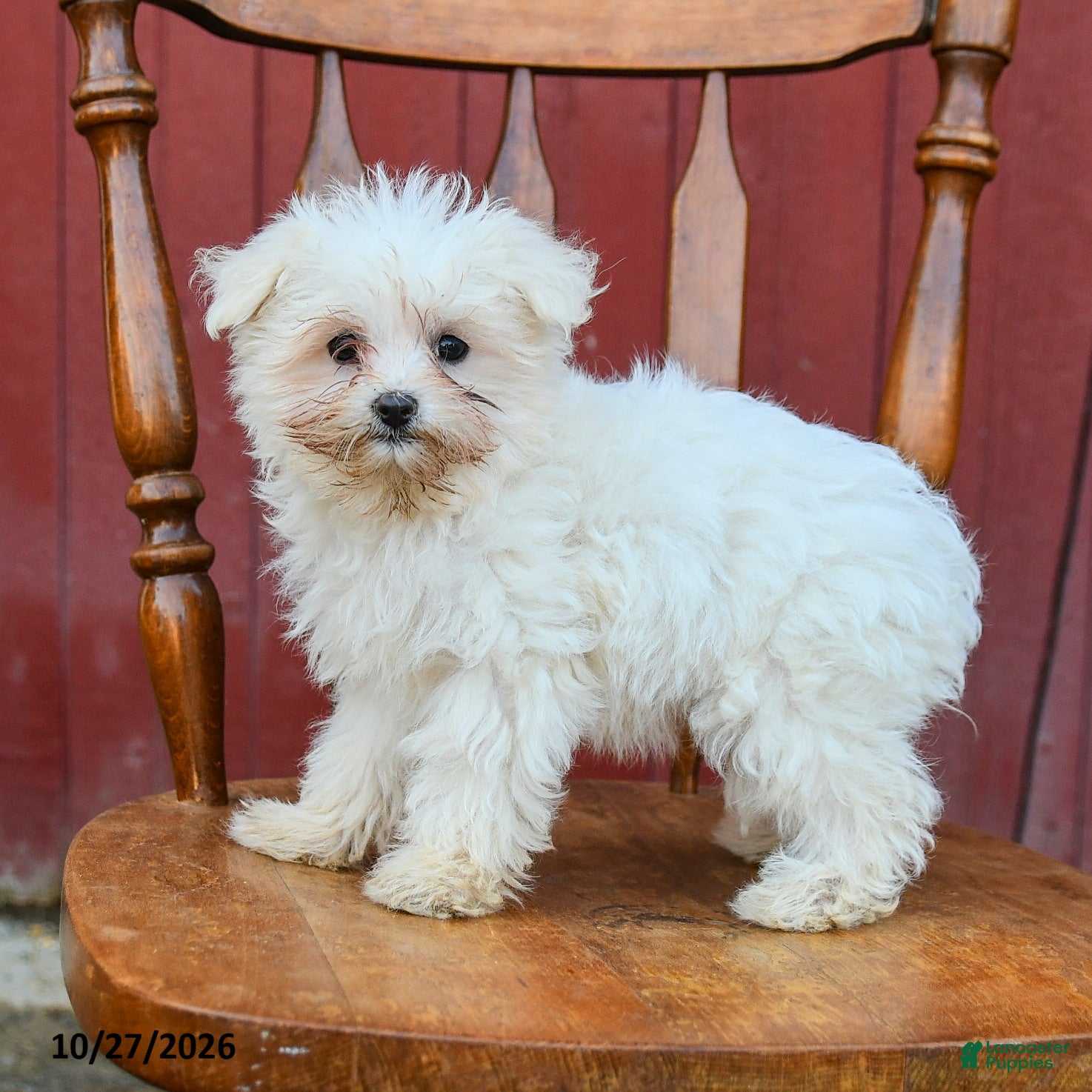 Maltipoo dogs for sale: Giggles - Ad 1