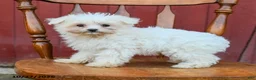 Maltipoo dogs for sale: Giggles - Ad 1