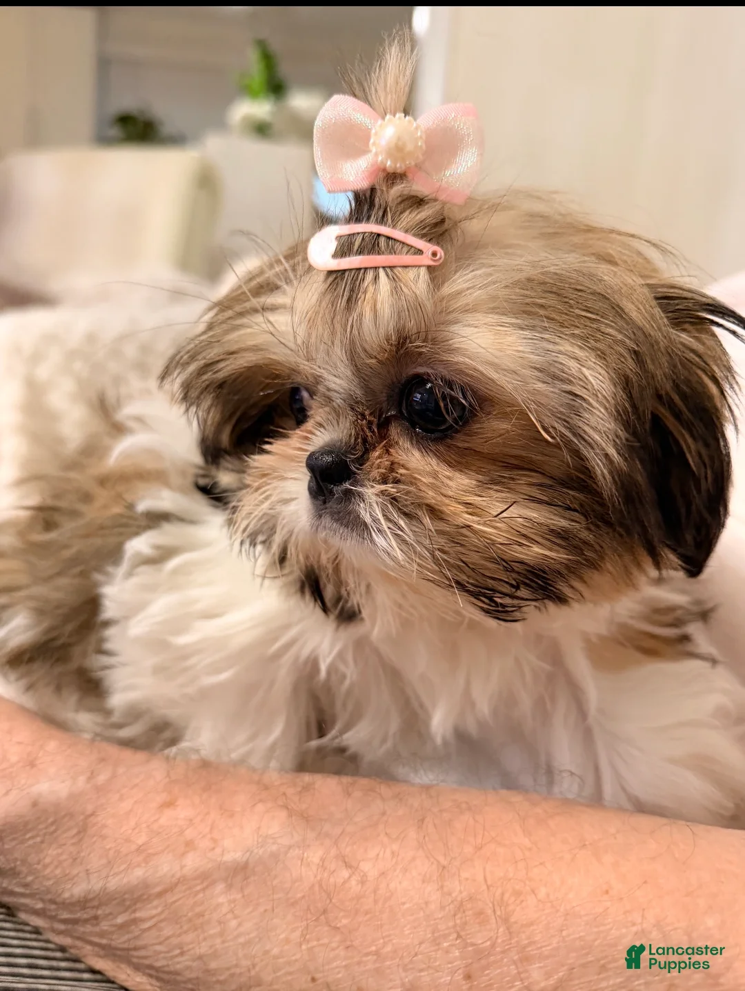 Shih Tzu dogs for sale: Eva - Ad 1
