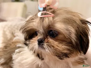 Shih Tzu dogs for sale: Eva - Ad 1