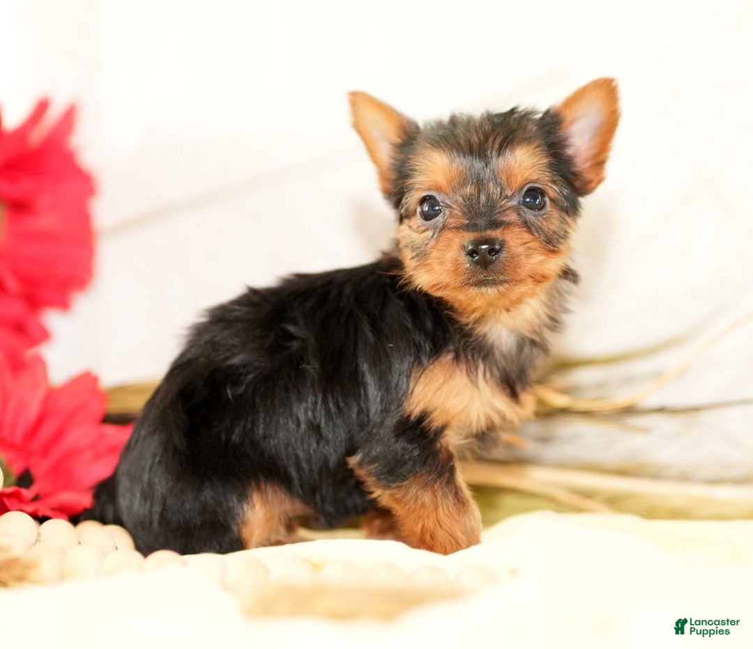 Morkie dogs for sale: Princess - Ad 3