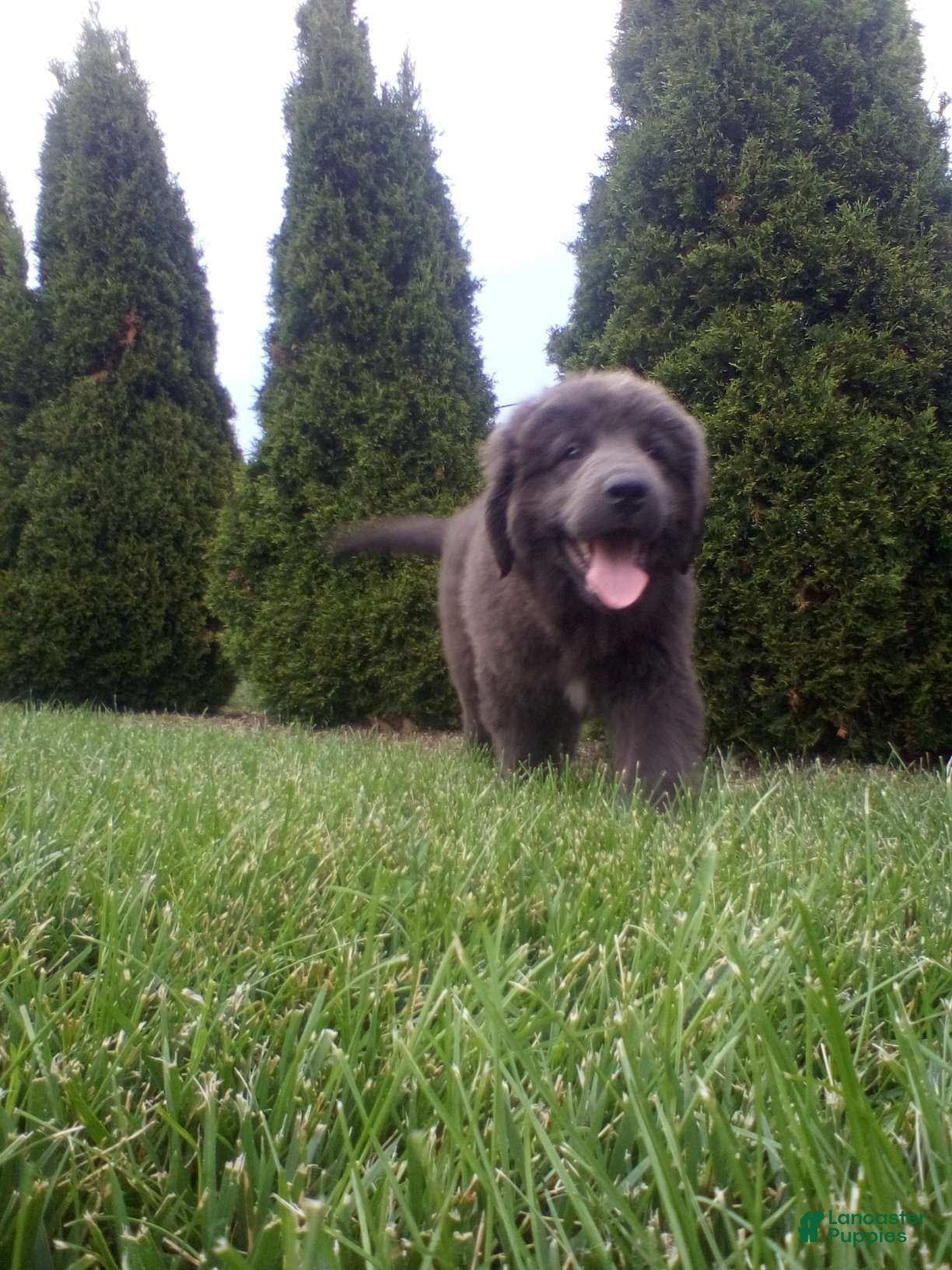 Newfoundland dogs Jasmine - Ad 2