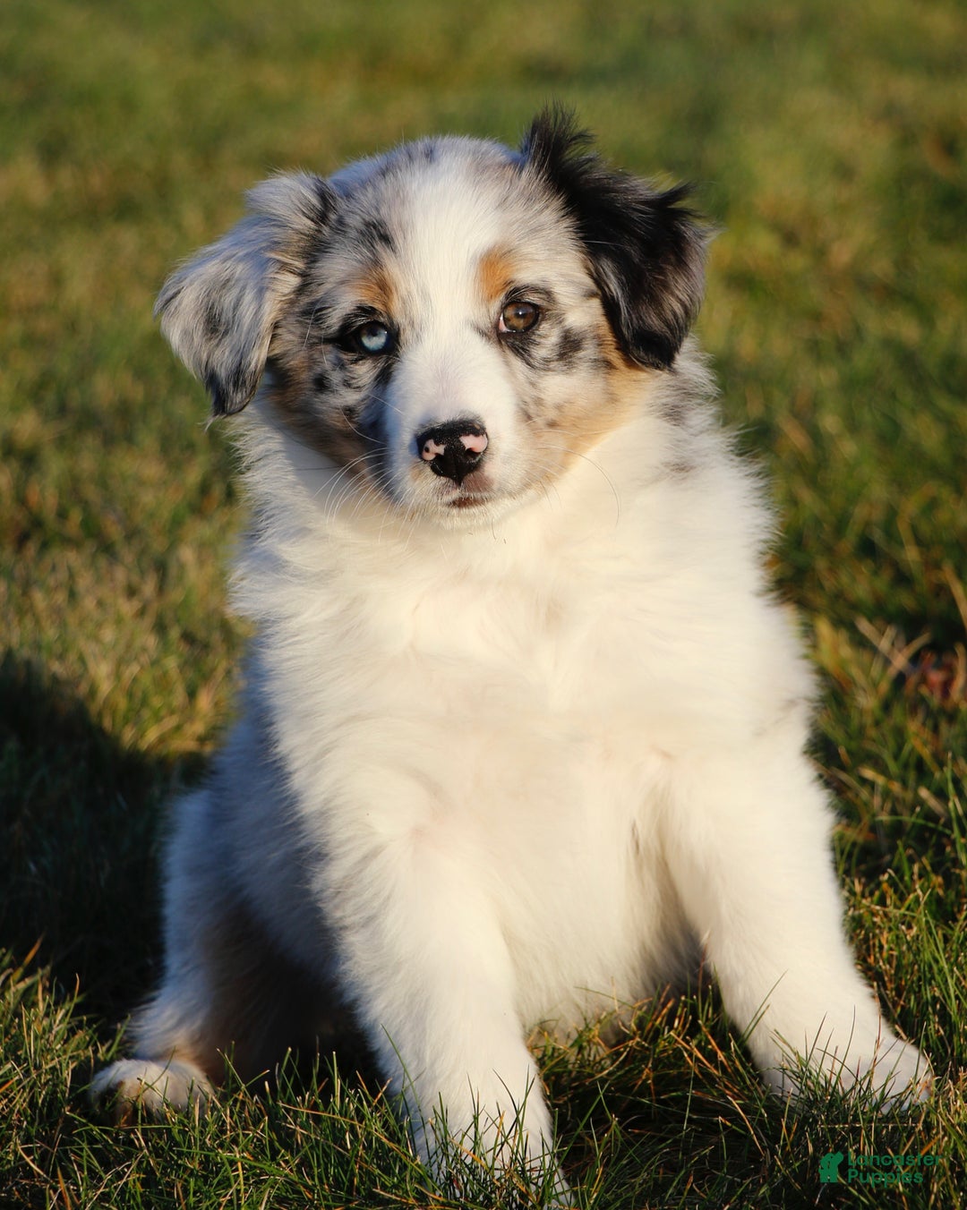 Australian Shepherd dogs for sale: Clara - Ad 17