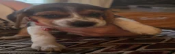 Beagle dogs for sale: Beagle 2 - Ad 1