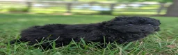Pomapoo dogs for sale: Peppercorn - Ad 3