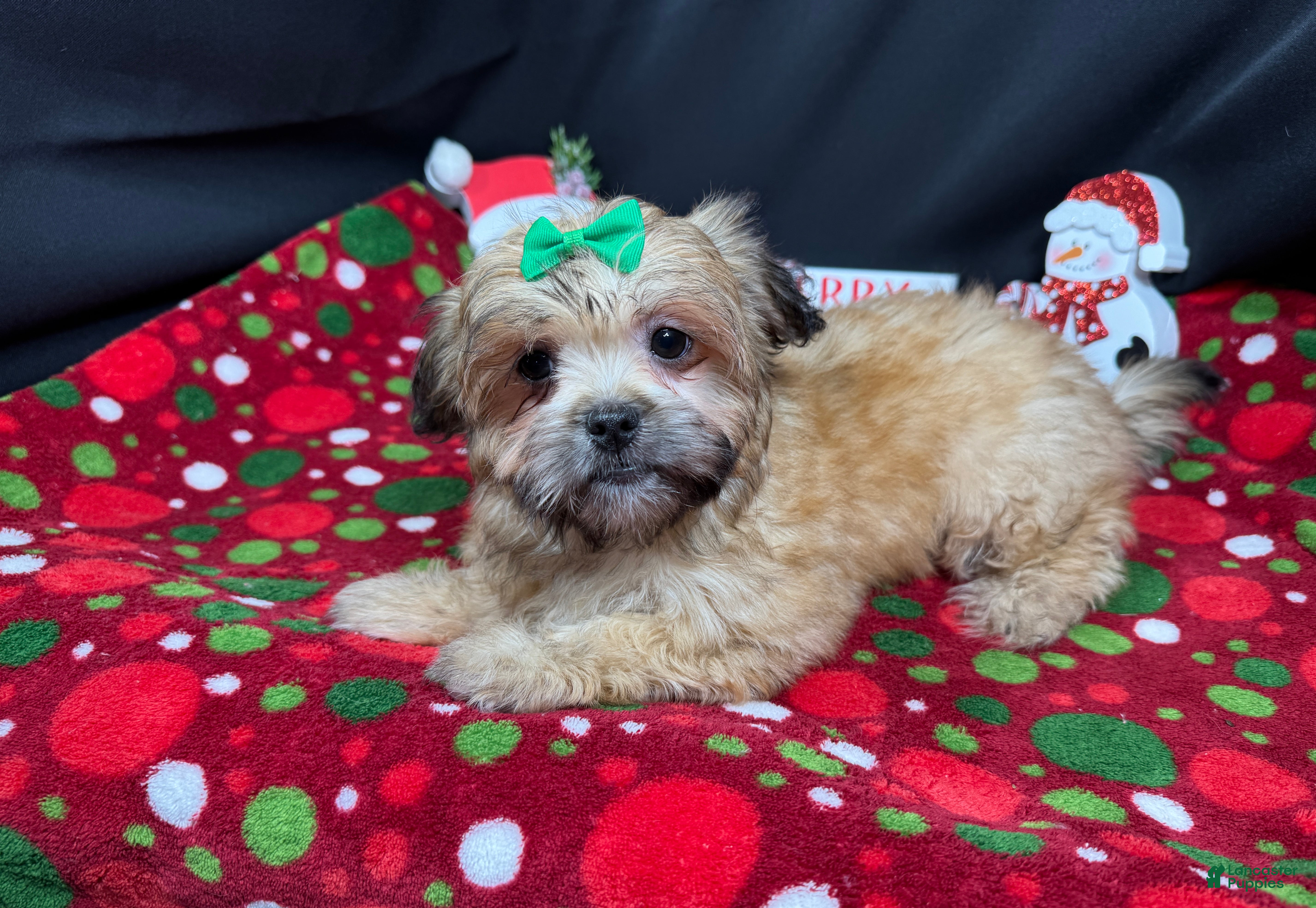 Mixed Breed dogs Mixed Breed Puppy 2 - Ad 41