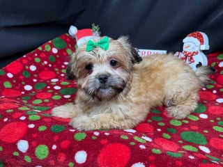 Mixed Breed dogs Mixed Breed Puppy 2 - Ad 41