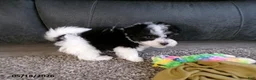Havanese dogs for sale: Kipper - Ad 3
