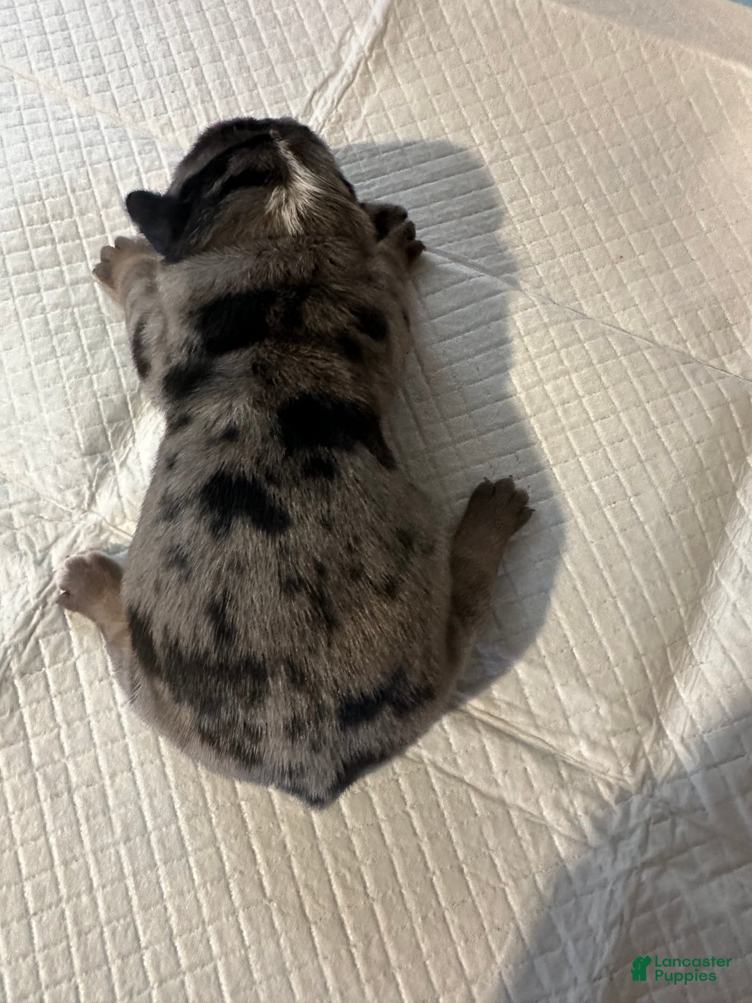 English Bulldog dogs for sale: Blue Fawn Merle Boy  - Ad 22
