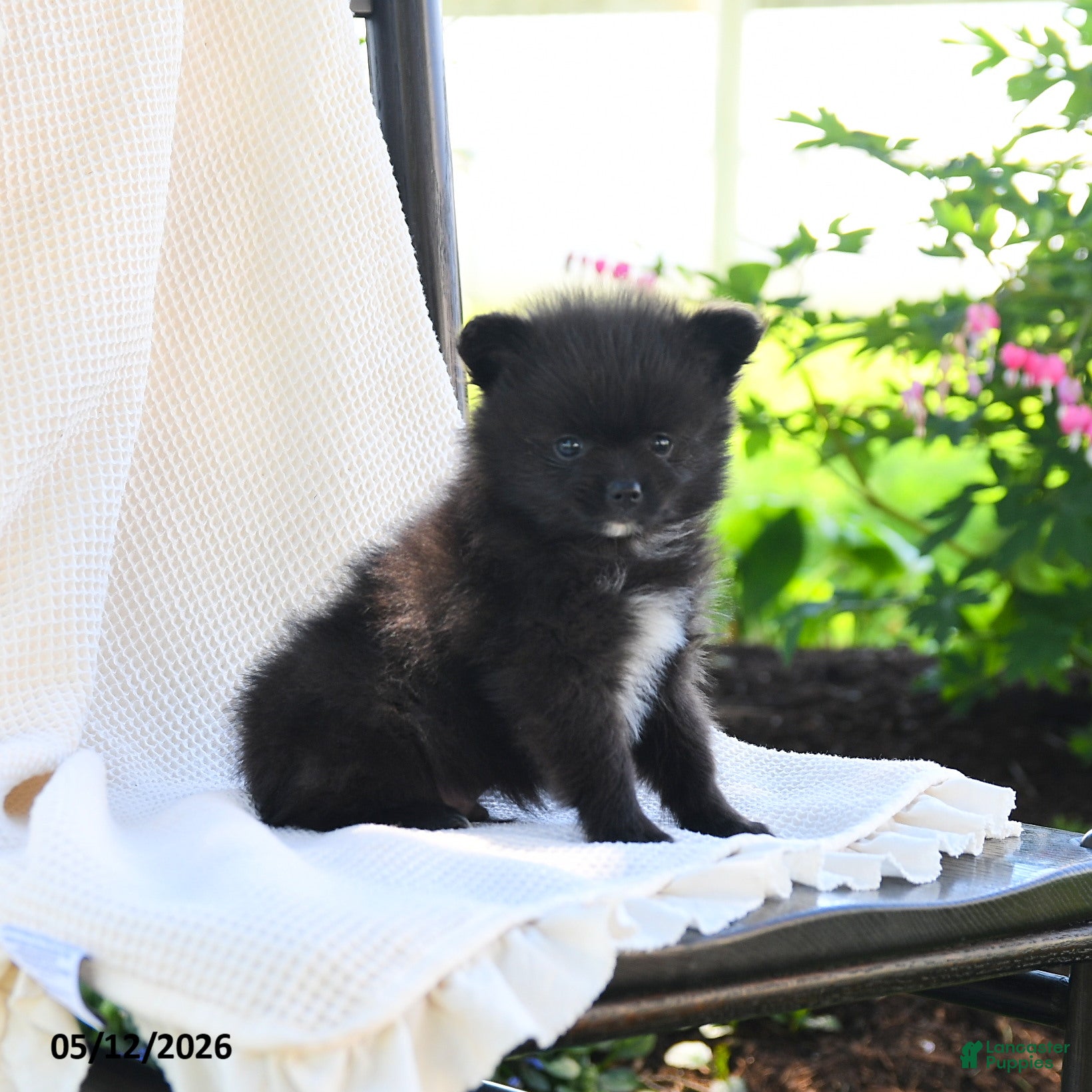 Pomeranian dogs Flit - Ad 2