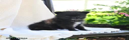 Pomeranian dogs for sale: Flit - Ad 2