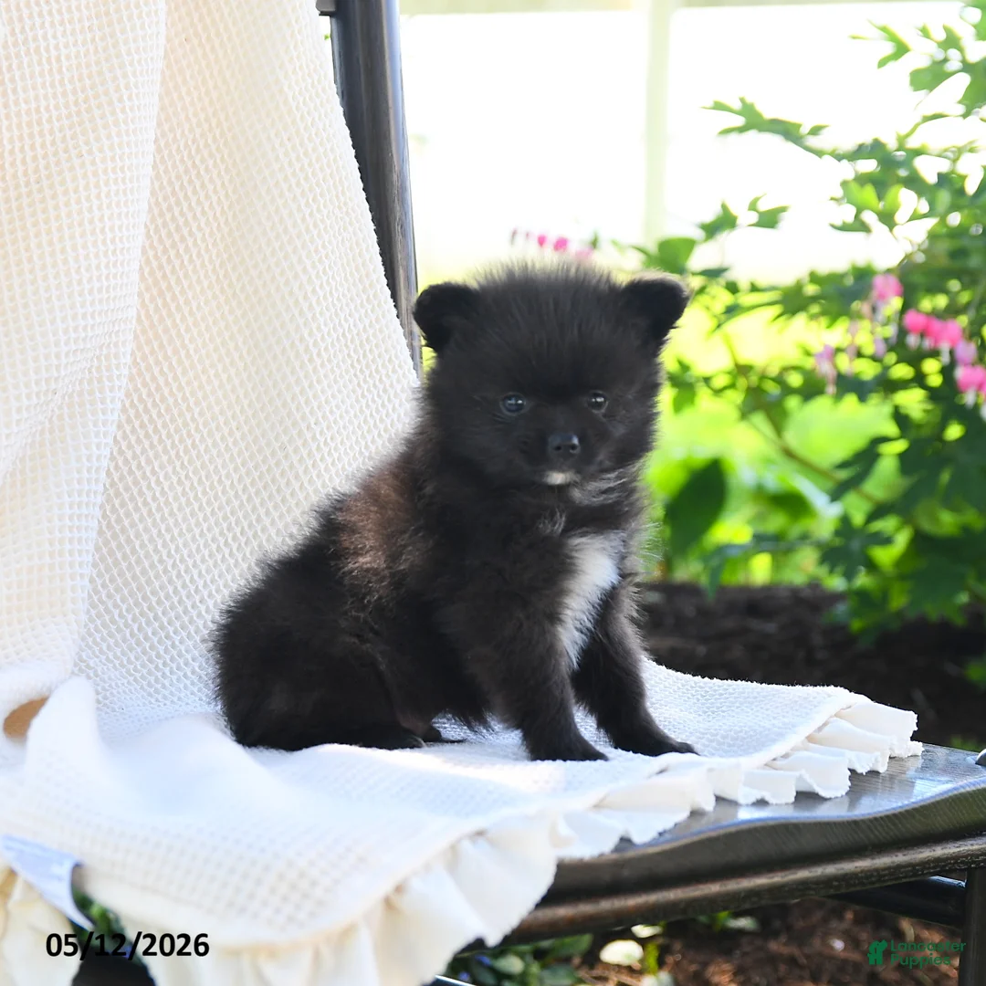 Pomeranian dogs for sale: Flit - Ad 2